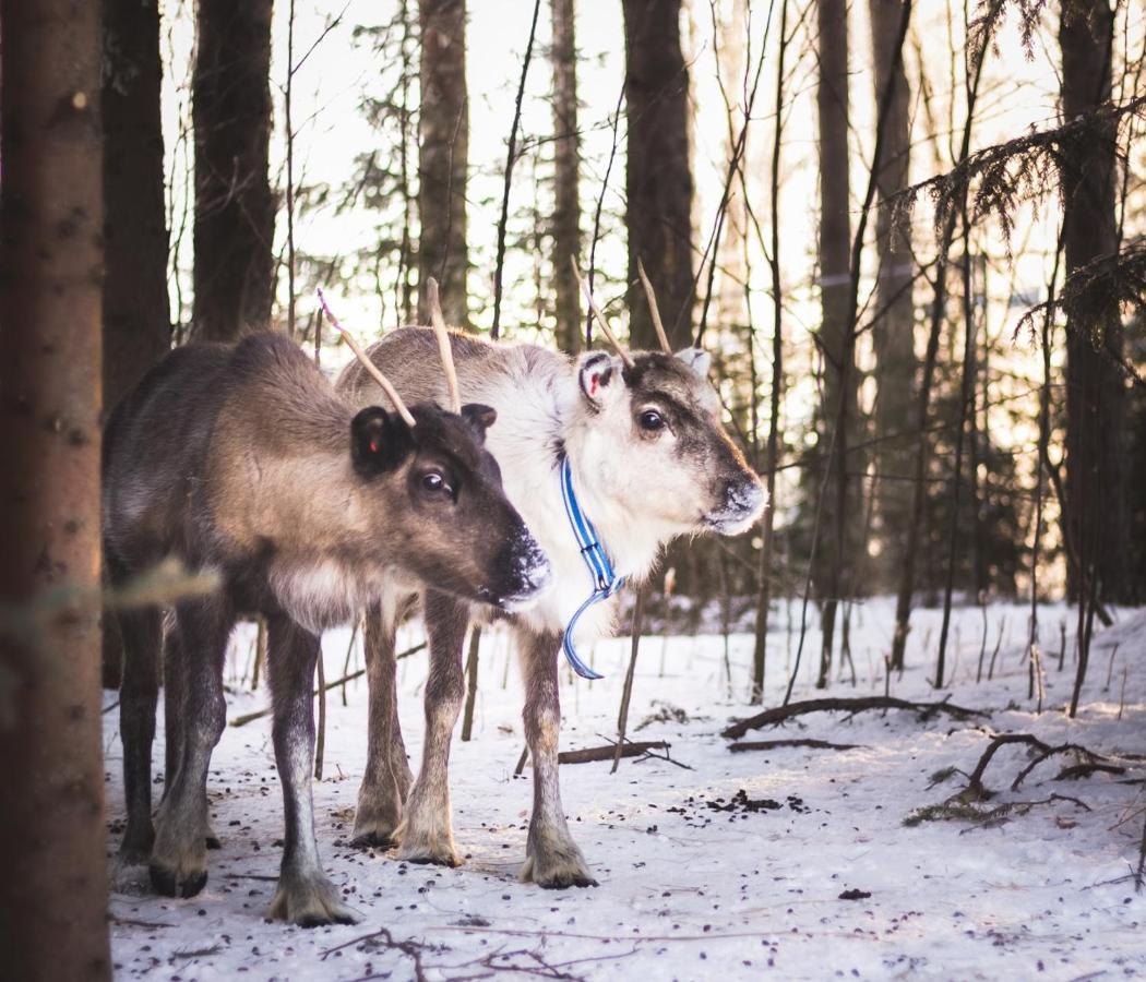 Beautiful Rural Experience With Reindeer Villa Tervola Exteriör bild