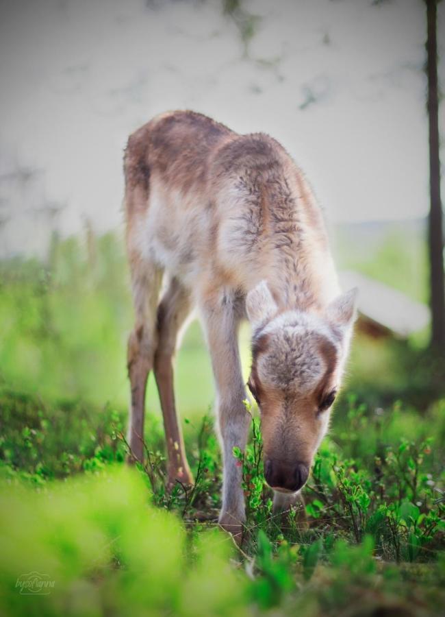 Beautiful Rural Experience With Reindeer Villa Tervola Exteriör bild